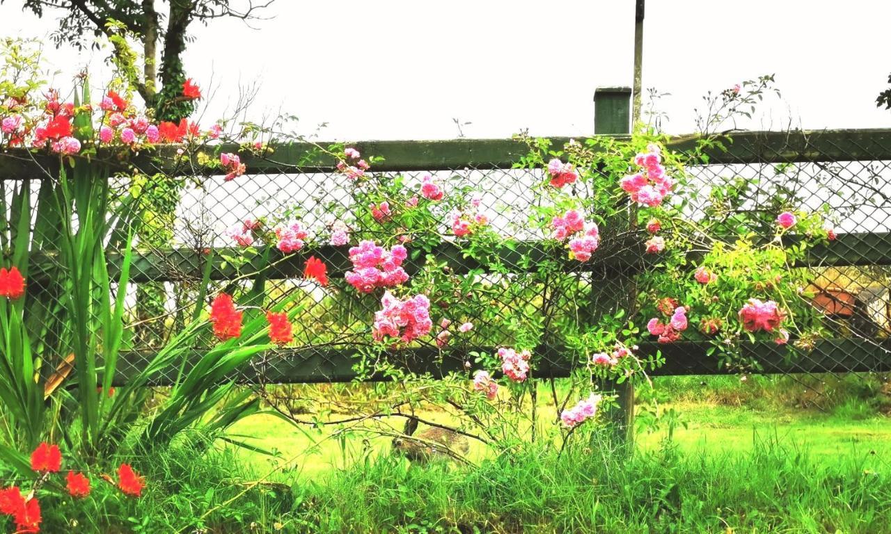 New Listing - Ladybird Cottage - Donegal - Wild Atlantic Way Donegal Town Eksteriør bilde